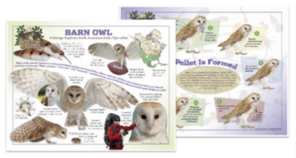 Barn owls help farmers save time and money. Learn how.