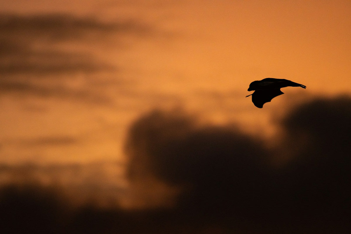 Silhouette of a single bat in flight against an orange sunset sky