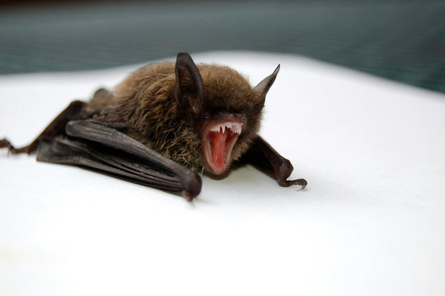 Close-up of a brown bat with its mouth open and folded wings showing the clawed thumb at each wing edge