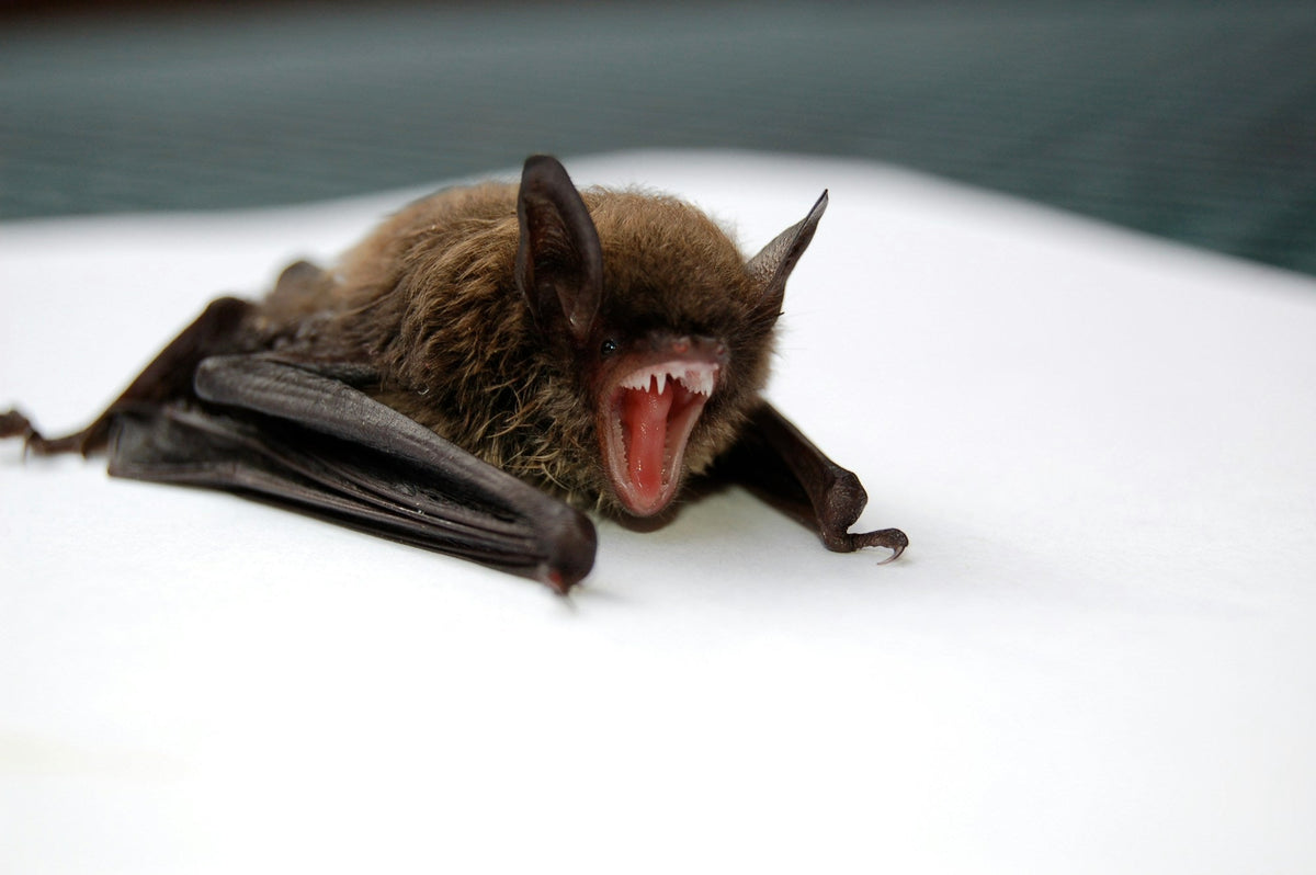 Close-up of a brown bat with its mouth open and folded wings showing the clawed thumb at each wing edge
