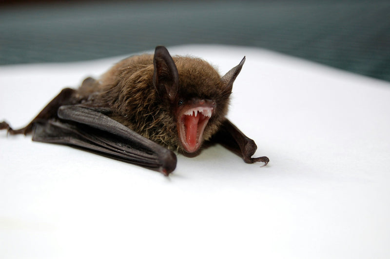 Close-up of a brown bat with its mouth open and folded wings showing the clawed thumb at each wing edge