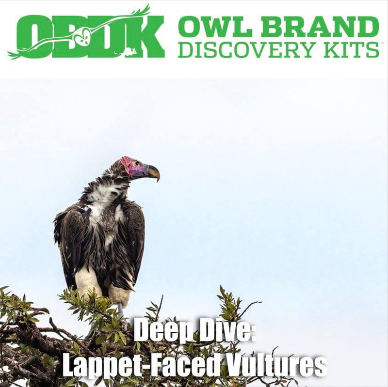 Deep Dive: Lappet-faced Vultures