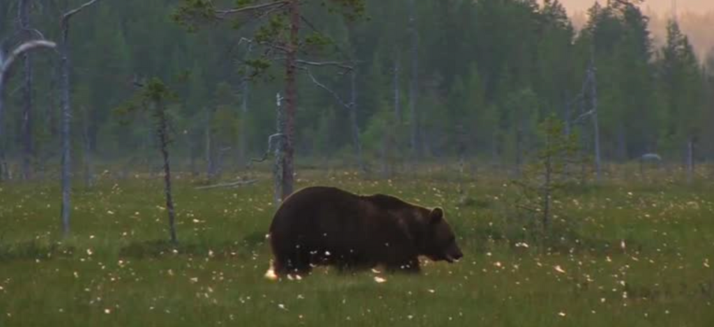 What are Bears Doing in The Fall?