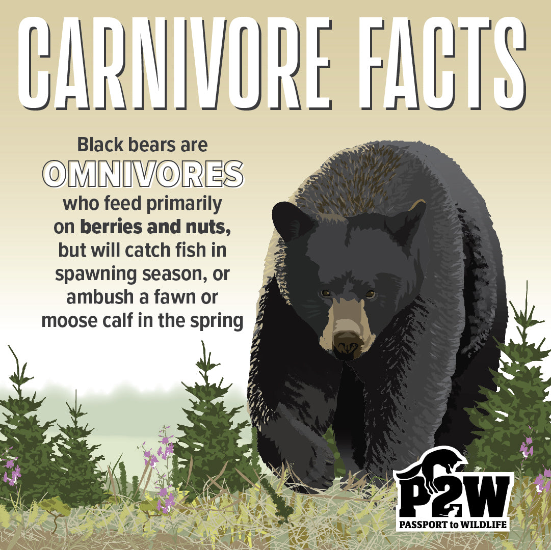 Autumn With The American Black Bear: The Final Feast Before Winter