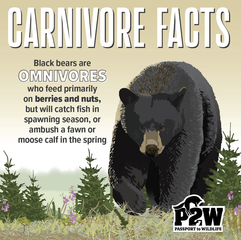 Autumn With The American Black Bear: The Final Feast Before Winter