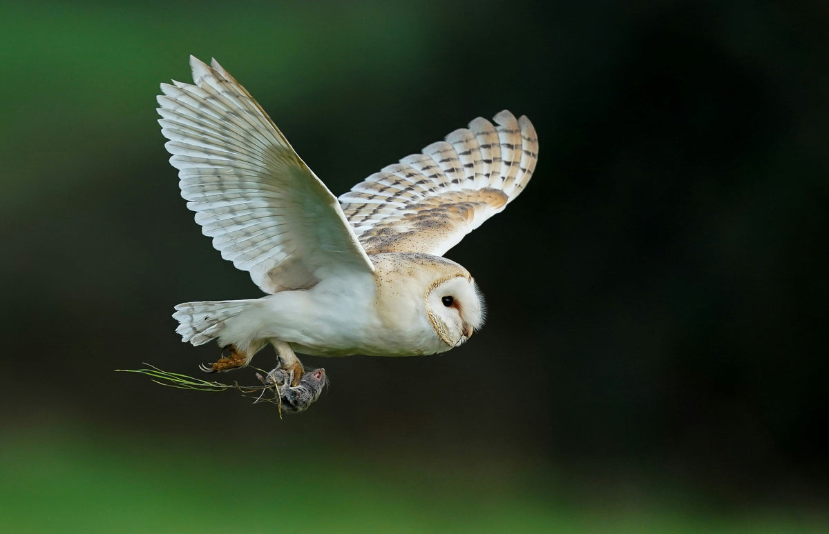 The Wildest Owl Diet Swaps by Geography