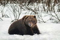 Bears in Winter: Where Do They Go When the Snow and Christmas Lights Show Up?