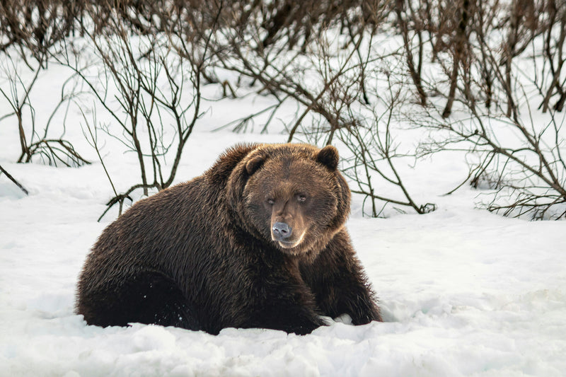 Bears in Winter: Where Do They Go When the Snow and Christmas Lights Show Up?