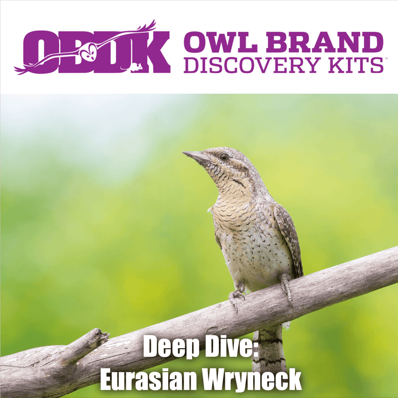 Deep Dive: Eurasian Wrynecks