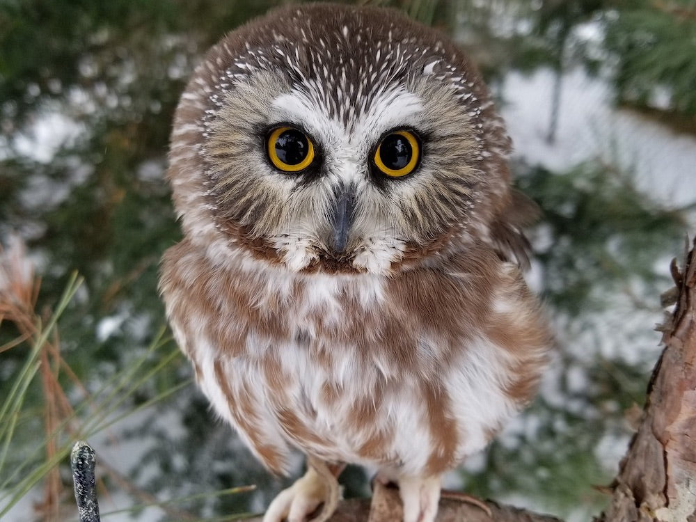 How did the Northern Saw-whet Owl get its name?