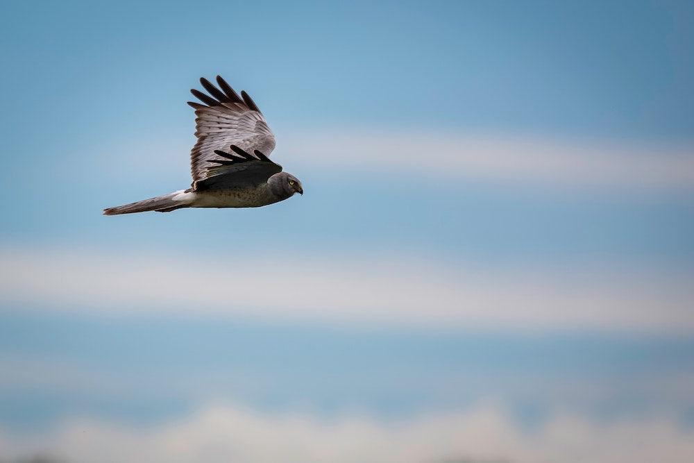 What are Northern Harriers?