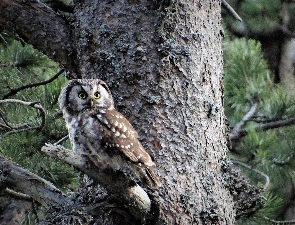 What do you know about Boreal Owls?