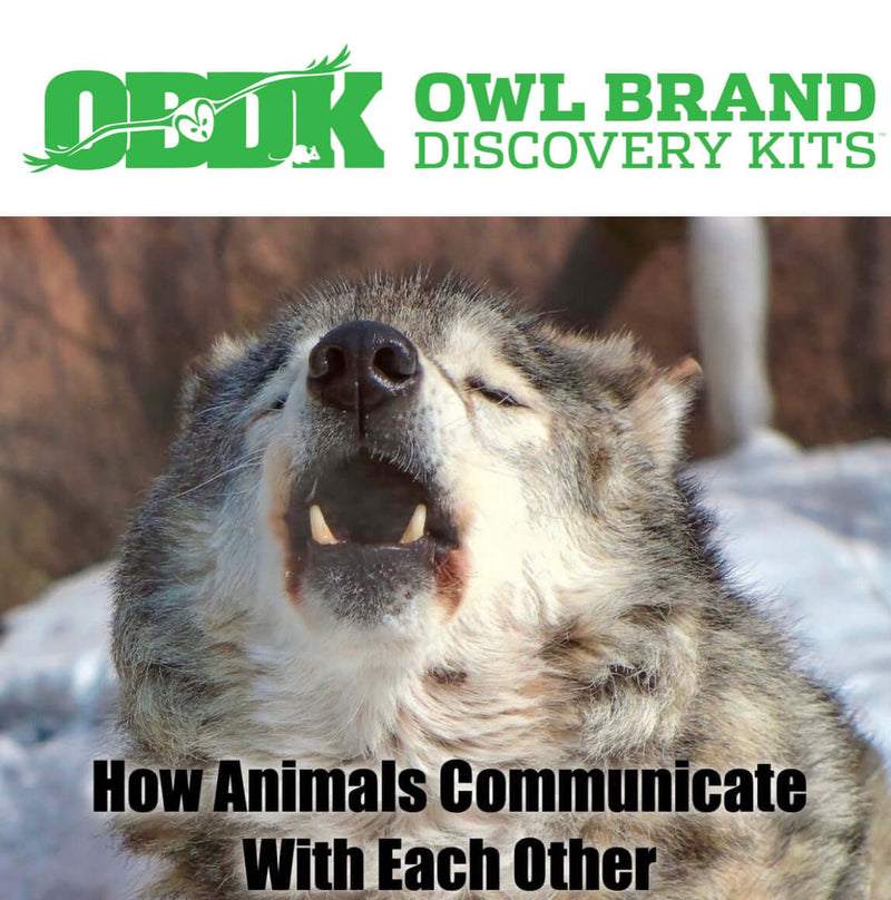 How Animals Communicate with Each Other