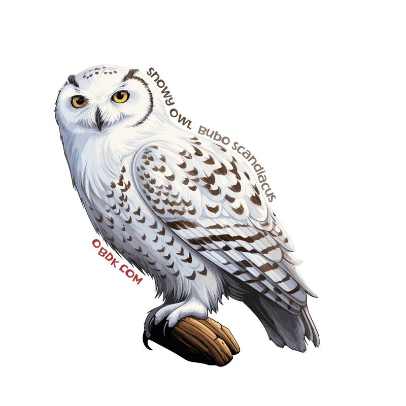 Deep Dive: Explore the World of the Snowy Owl