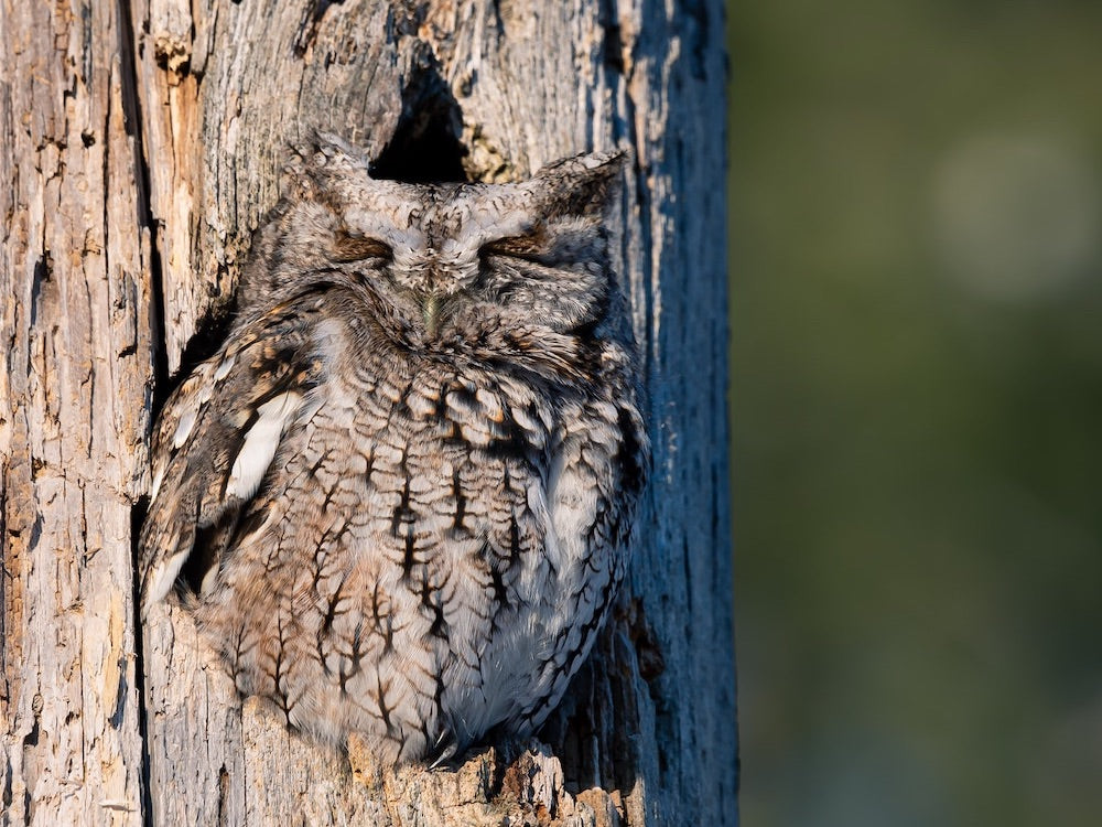 When do owlets leave the nest?