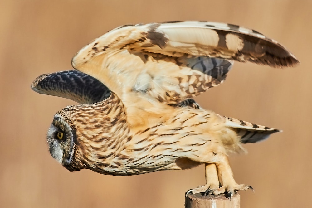 How Do Owls Fly So Quietly?