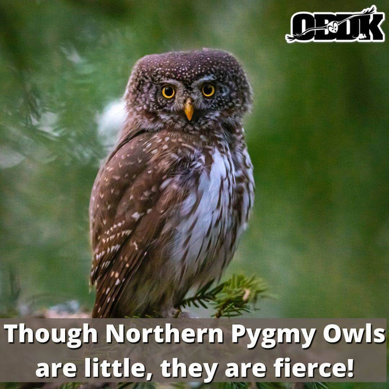 Northern Pygmy Owls: though they be but little, they are fierce!