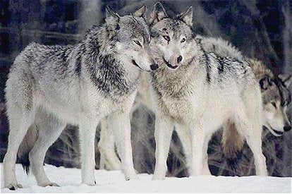 Meet the Real Hero of Yellowstone -- the Mackenzie Valley Wolf