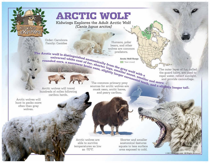 What makes a wolf a wolf?