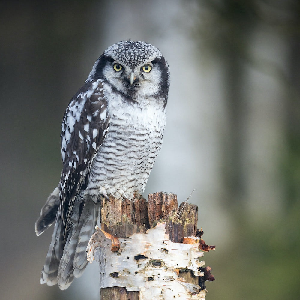 Time to Meet the Northern Hawk Owl!