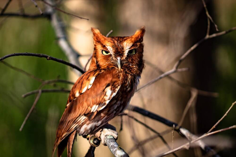 Deep Dive: Eastern and Western Screech Owls