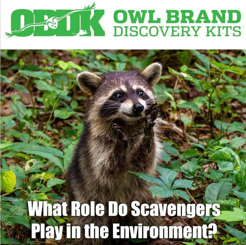 What Role Do Scavengers Play In The Environment?