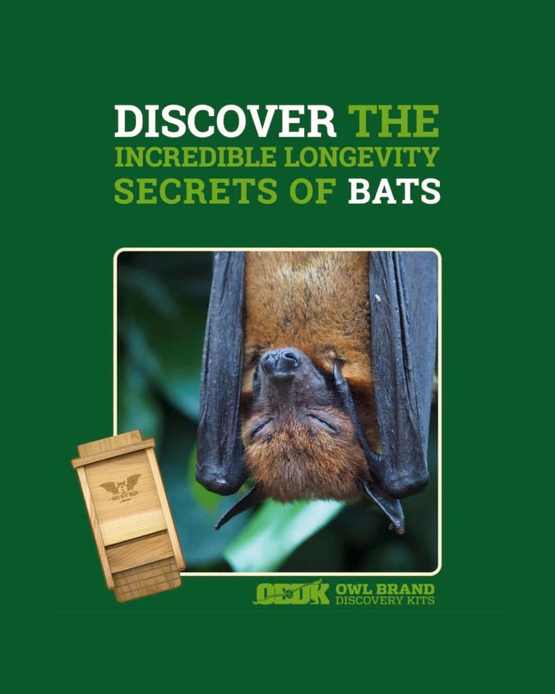 Discover the Longevity Secrets of Bats