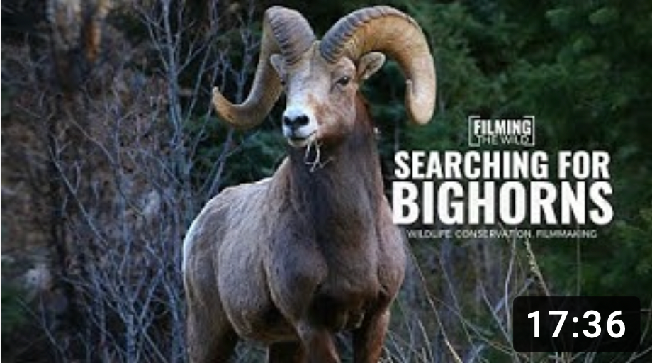 Check out what it takes to film Bighorn Sheep!