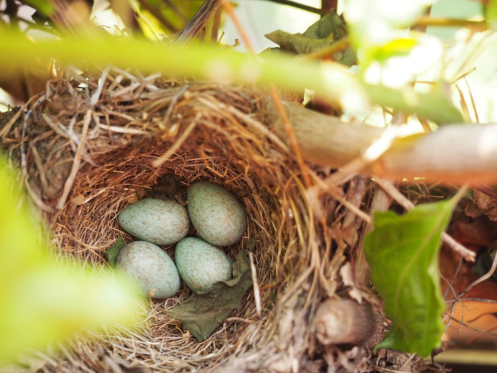 Why do bird eggs come in different colors?