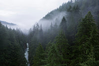 Owls Between Worlds: Northwest Native Legends, and Why Twin Peaks Couldn’t Let Them Go