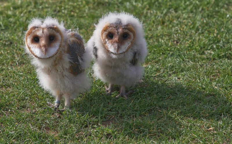 Why Do Baby Owls Look Like Tiny Old Men