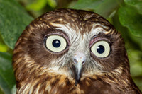 Why Owls Can’t Roll Their Eyes: The Night Vision Trade-Off