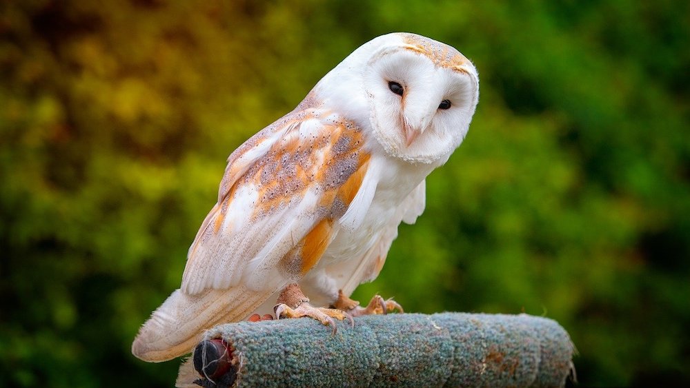 Why We Love Barn Owls