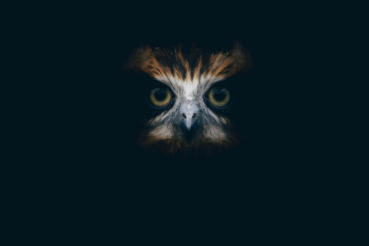 Decoding Owl Eye Color: What Yellow, Orange, and Dark Eyes Can Tell Us