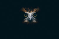 Decoding Owl Eye Color: What Yellow, Orange, and Dark Eyes Can Tell Us