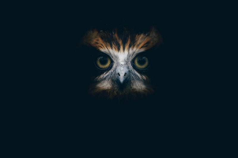 Decoding Owl Eye Color: What Yellow, Orange, and Dark Eyes Can Tell Us