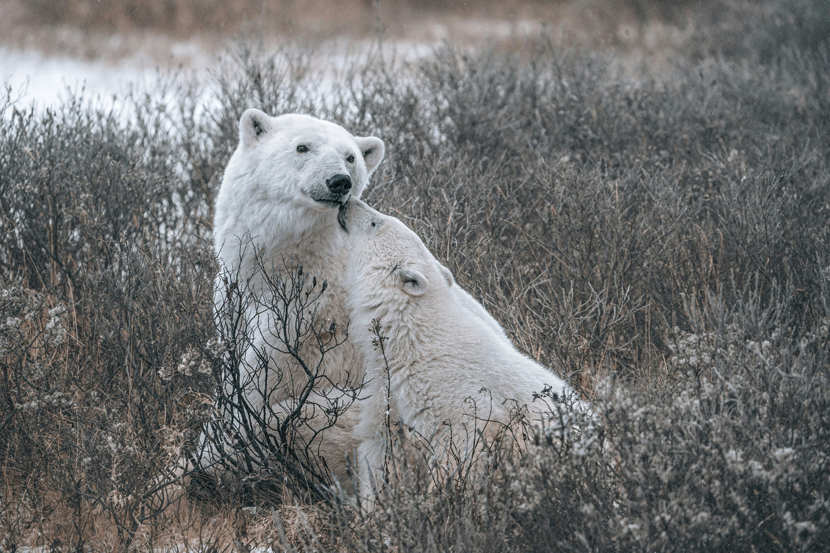 Spring on the Sea Ice: What Happens to Polar Bears When the Arctic “Wakes Up”