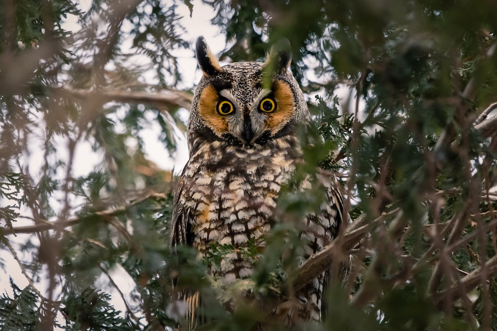How much do you know about Long-Eared Owls?