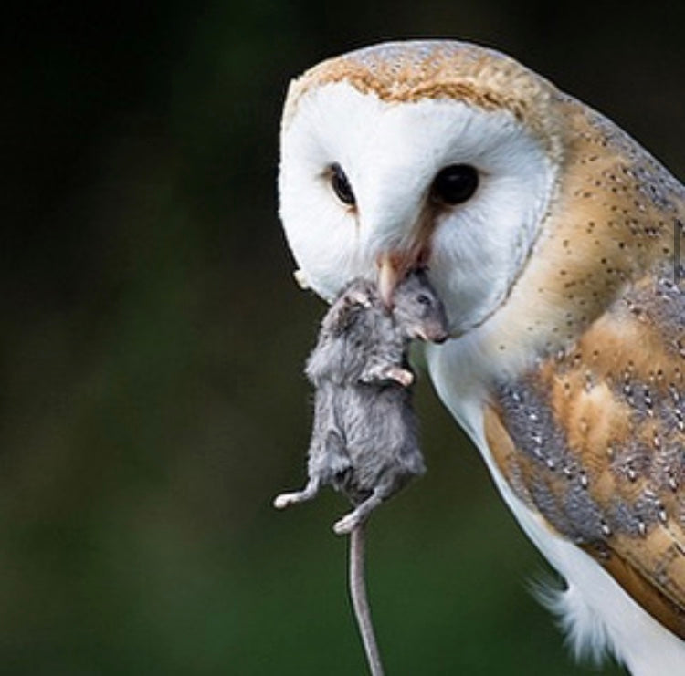 What Do Barn Owl Diets Consist Of?