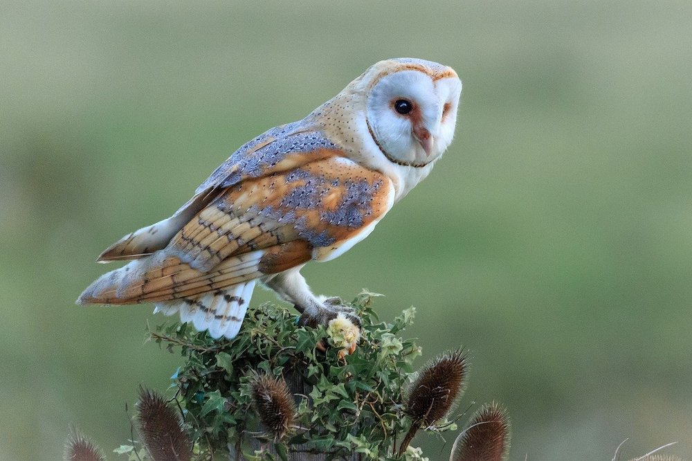 Pests Are No Match for Barn Owls