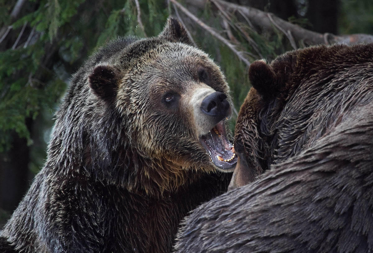 Do Bears Get Angry When They’re Hungry