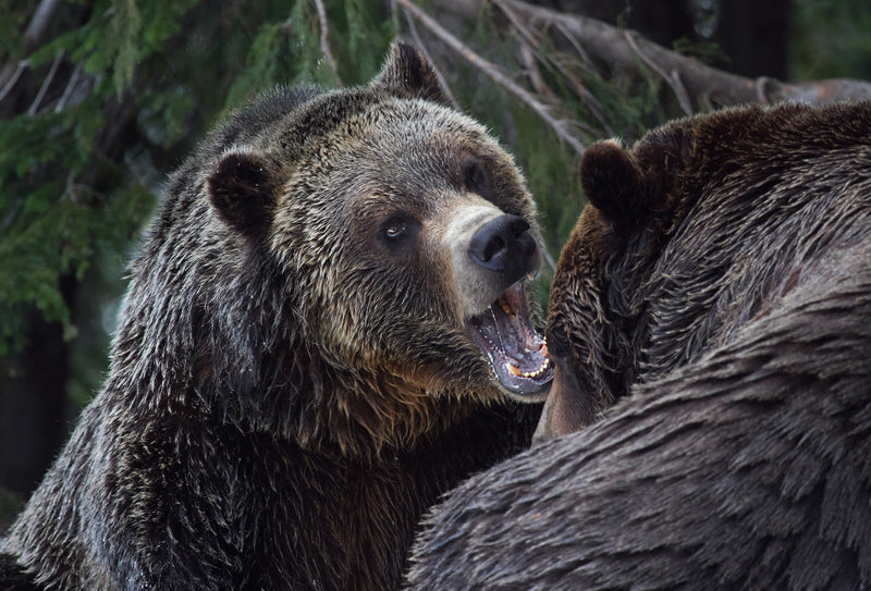Do Bears Get Angry When They’re Hungry