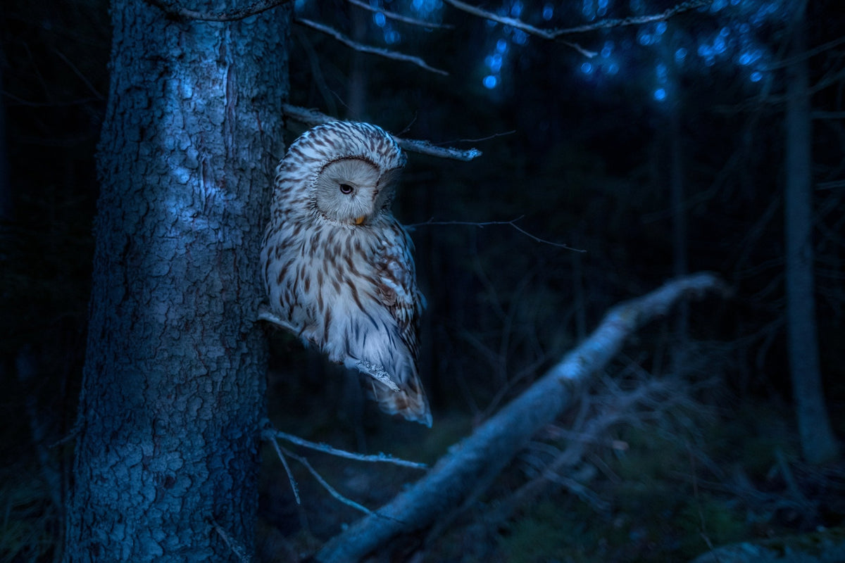 The Night Choir: Mapping Winter Owl Calls Around Your School