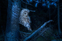 The Night Choir: Mapping Winter Owl Calls Around Your School