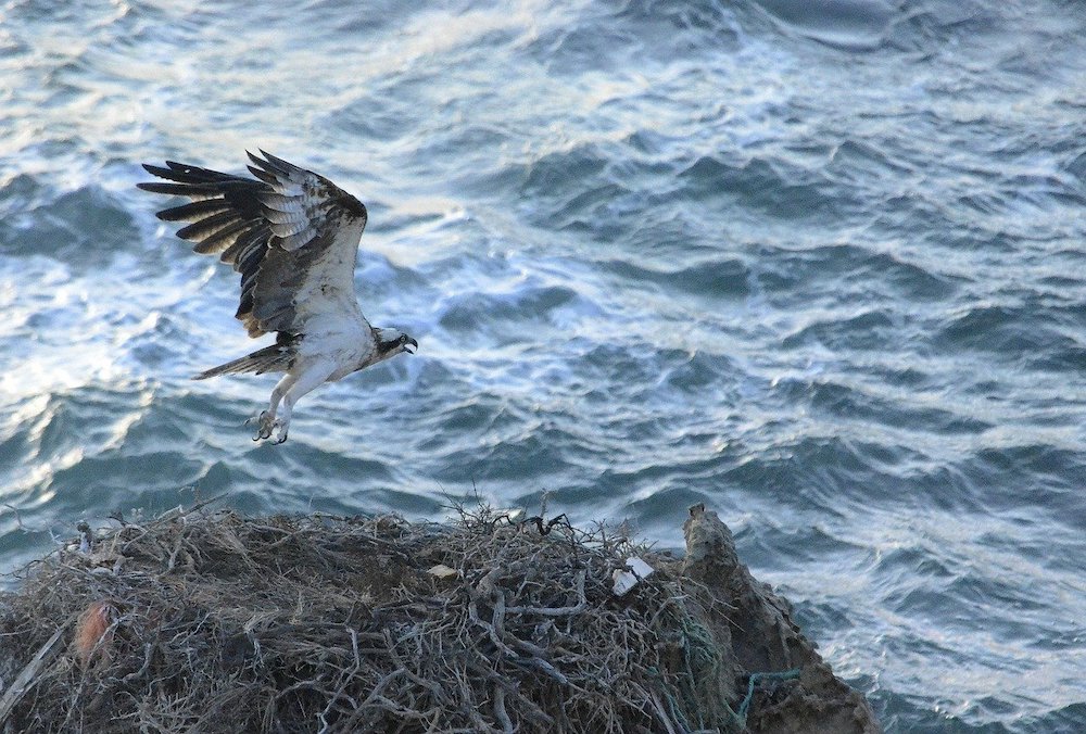 How Big Do Raptor Nests Get?