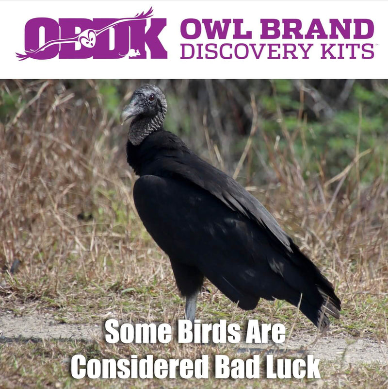 Happy Halloween! Check Out Some "Spooky" Birds