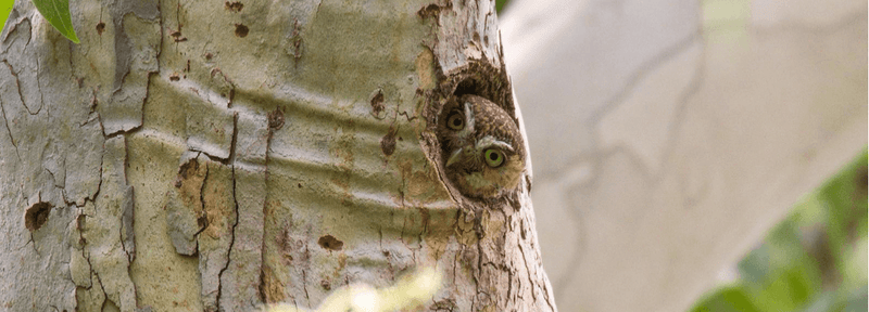 Meet the Tiniest Owl in the World - The Elf Owl