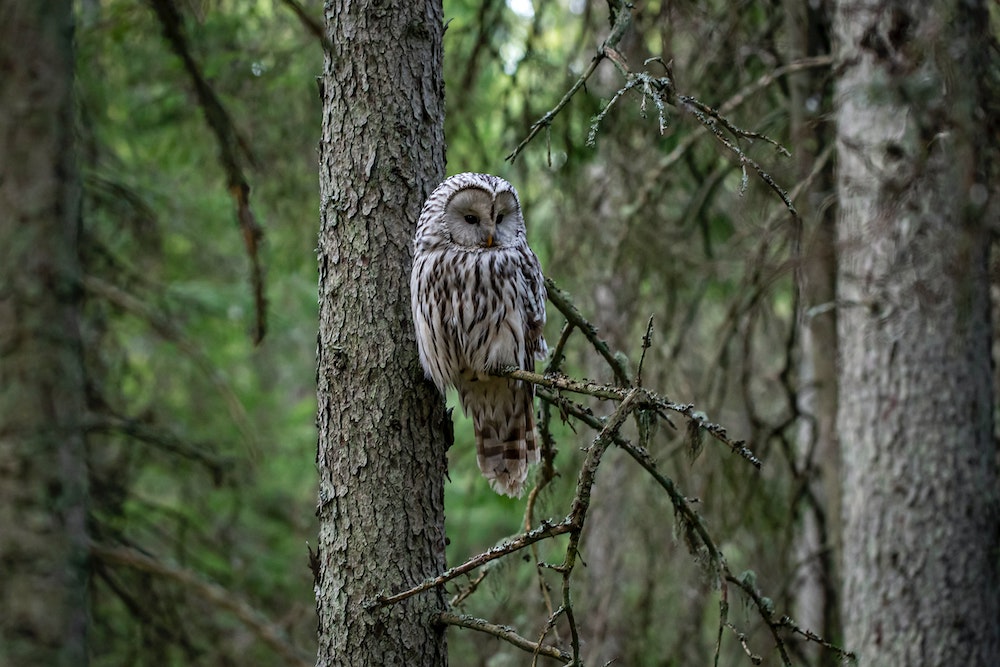 Are Any Owls Endangered?