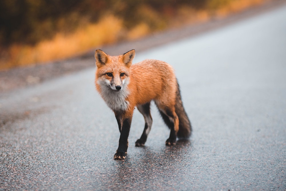 How do foxes differ from other members of the canidae family?
