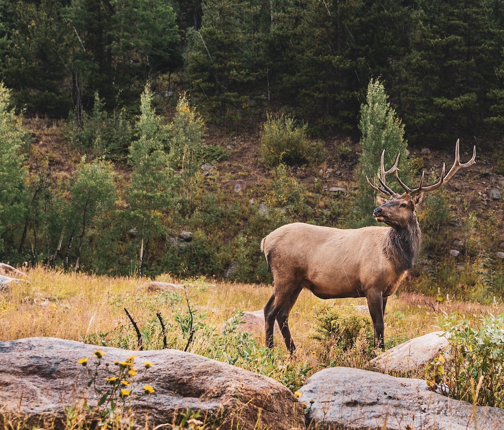 What’s the difference between a predator’s eyes and their prey’s?